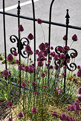 Drumstick Allium (Allium sphaerocephalon) at Lakeshore Garden Centres