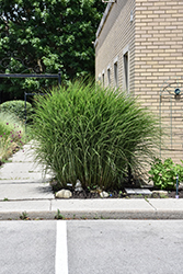 Gracillimus Maiden Grass (Miscanthus sinensis 'Gracillimus') at Lakeshore Garden Centres