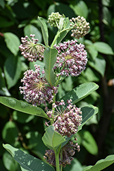 Common Milkweed (Asclepias syriaca) at Lakeshore Garden Centres