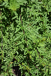 Cutleaf Lilac (Syringa x laciniata) at Lakeshore Garden Centres