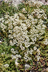 Baby Tears Stonecrop (Sedum album 'Chloroticum') at Lakeshore Garden Centres