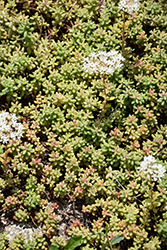 Baby Tears Stonecrop (Sedum album 'Chloroticum') at Lakeshore Garden Centres