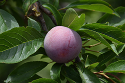 Methley Plum (Prunus salicina 'Methley') at Lakeshore Garden Centres