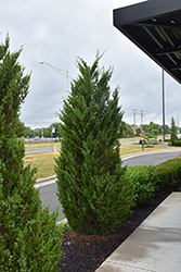 Hetz Columnar Juniper (Juniperus chinensis 'Hetz Columnar') at Lakeshore Garden Centres
