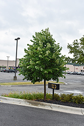 Silver Linden (Tilia tomentosa) at Lakeshore Garden Centres