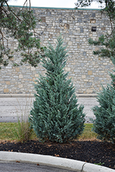 Blue Point Juniper (Juniperus chinensis 'Blue Point') at Lakeshore Garden Centres