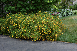 Hidcote St. John's Wort (Hypericum 'Hidcote') at Lakeshore Garden Centres