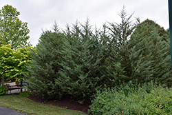 Burk's Redcedar (Juniperus virginiana 'Burkii') at Lakeshore Garden Centres
