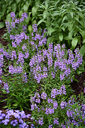 Serena Blue Angelonia (Angelonia angustifolia 'PAS1141443') at Lakeshore Garden Centres