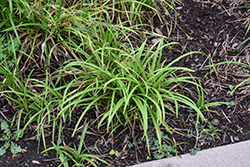 Creek Sedge (Carex amphibola) at Lakeshore Garden Centres