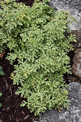 Lady Plymouth Geranium (Pelargonium 'Lady Plymouth') at Lakeshore Garden Centres