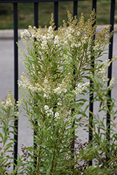 Meadowsweet (Spiraea alba) at Lakeshore Garden Centres