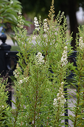 Meadowsweet (Spiraea alba) at Lakeshore Garden Centres