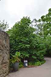Shellbark Hickory (Carya laciniosa) at Lakeshore Garden Centres