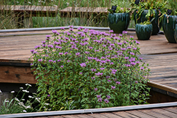 Wild Beebalm (Monarda fistulosa) at Lakeshore Garden Centres