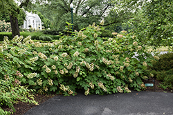 Ruby Slippers Hydrangea (Hydrangea quercifolia 'Ruby Slippers') at Lakeshore Garden Centres