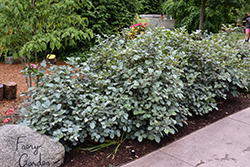 Blue Shadow Fothergilla (Fothergilla major 'Blue Shadow') at Lakeshore Garden Centres