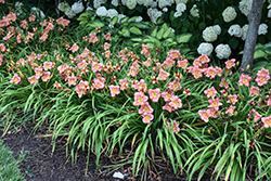 Happy Ever Appster Rosy Returns Daylily (Hemerocallis 'Rosy Returns') at Lakeshore Garden Centres