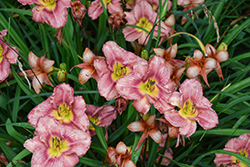 Happy Ever Appster Rosy Returns Daylily (Hemerocallis 'Rosy Returns') at Lakeshore Garden Centres