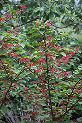 Fireworks Doublefile Viburnum (Viburnum plicatum 'Fireworks') at Lakeshore Garden Centres