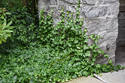 English Ivy (Hedera helix) at Lakeshore Garden Centres
