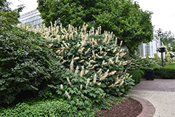Bottlebrush Buckeye (Aesculus parviflora) at Lakeshore Garden Centres