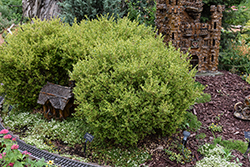 Golden Dream Boxwood (Buxus microphylla 'Peergold') at Lakeshore Garden Centres