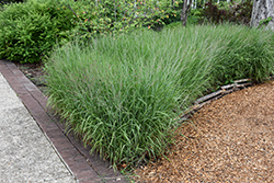 Shenandoah Reed Switch Grass (Panicum virgatum 'Shenandoah') at Lakeshore Garden Centres
