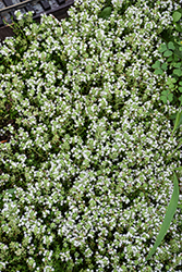 White Moss Thyme (Thymus praecox 'Albus') at Lakeshore Garden Centres