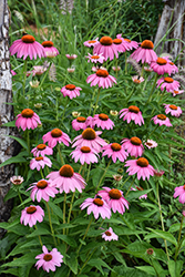 Purple Coneflower (Echinacea purpurea) at Lakeshore Garden Centres