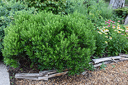 Forever Emerald Inkberry Holly (Ilex glabra 'Alexander') at Lakeshore Garden Centres