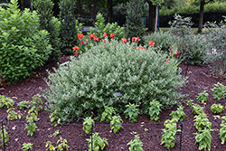Sapphire Surf Caryopteris (Caryopteris x clandonensis 'Blauer Splatz') at Lakeshore Garden Centres