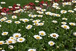 Shasta Daisy (Leucanthemum x superbum) at Lakeshore Garden Centres