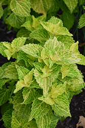 Electric Lime Coleus (Solenostemon scutellarioides 'Electric Lime') at Lakeshore Garden Centres