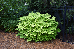 Sun King Japanese Spikenard (Aralia cordata 'Sun King') at Lakeshore Garden Centres