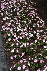 SunPatiens Compact Blush Pink New Guinea Impatiens (Impatiens 'SakimP013') at Lakeshore Garden Centres