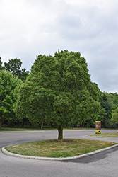 Sugarberry (Celtis laevigata) at Lakeshore Garden Centres