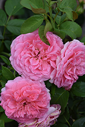 Miss Manners Rose (Rosa 'WEKalmylcas') at Lakeshore Garden Centres