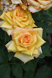 Medallion Rose (Rosa 'Medallion') at Lakeshore Garden Centres