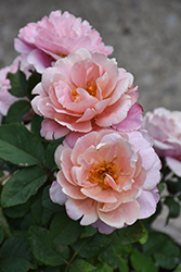 Distant Drums Rose (Rosa 'Distant Drums') at Lakeshore Garden Centres