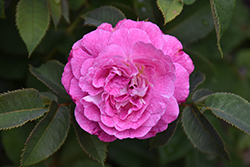 Cosmic Clouds Rose (Rosa 'WEKblufstow') at Lakeshore Garden Centres