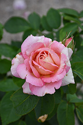 Marc Chagall Rose (Rosa 'DELstrirojacre') at Lakeshore Garden Centres