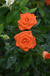 Sunblaze Mandarin Rose (Rosa 'Meidarin') at Lakeshore Garden Centres