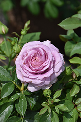 Della Reese Rose (Rosa 'WEKrorobluni') at Lakeshore Garden Centres