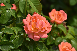 Orange Glow Knock Out Rose (Rosa 'Radslam') at Lakeshore Garden Centres