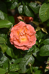Orange Glow Knock Out Rose (Rosa 'Radslam') at Lakeshore Garden Centres