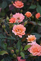 Coral Knock Out Rose (Rosa 'Radral') at Lakeshore Garden Centres