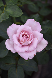 Blue Girl Rose (Rosa 'Blue Girl') at Lakeshore Garden Centres