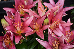 Lily Looks Tiny Pearl Lily (Lilium 'Tiny Pearl') at Lakeshore Garden Centres