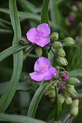 Carmine Glow Spiderwort (Tradescantia x andersoniana 'Carmine Glow') at Lakeshore Garden Centres